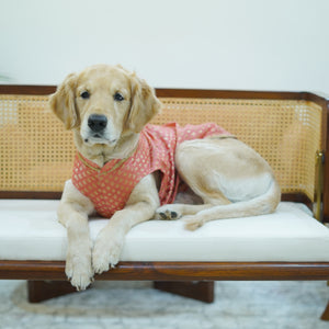 Nawab - Peach Dog kurta