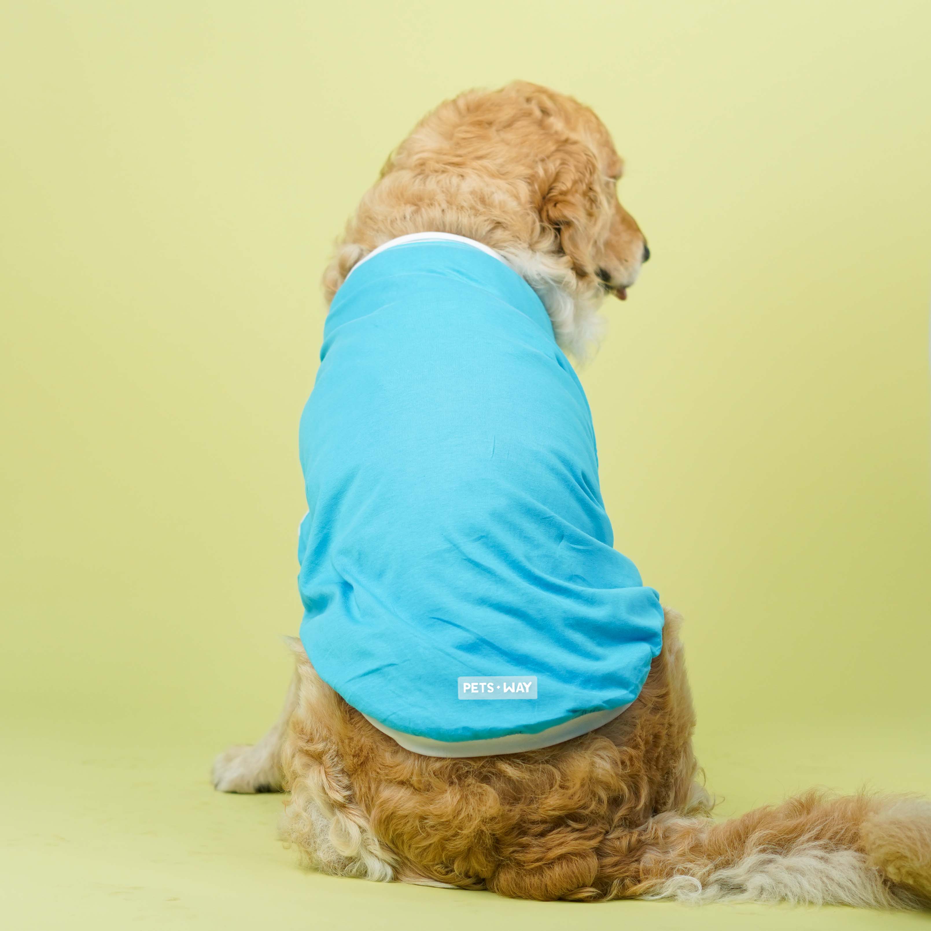 Dive In Stripes- Set of 3 Dog TShirt