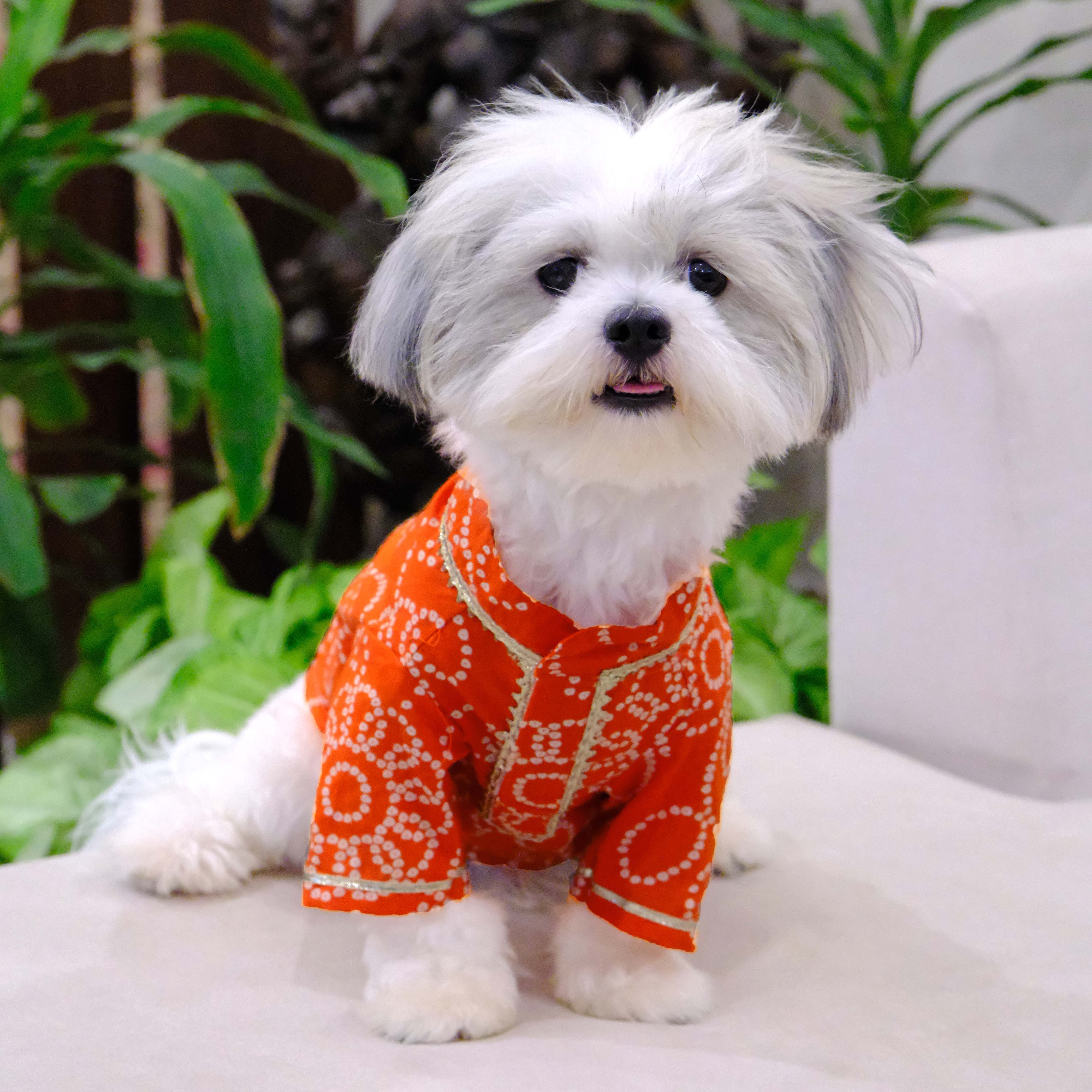 Bandhani Sanganeri- OT Dog Kurta Combo