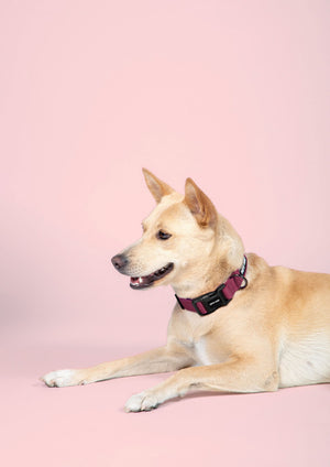 Wine Dog Collar Leash Set