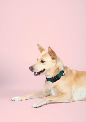 Emerald Dog Collar Leash Set