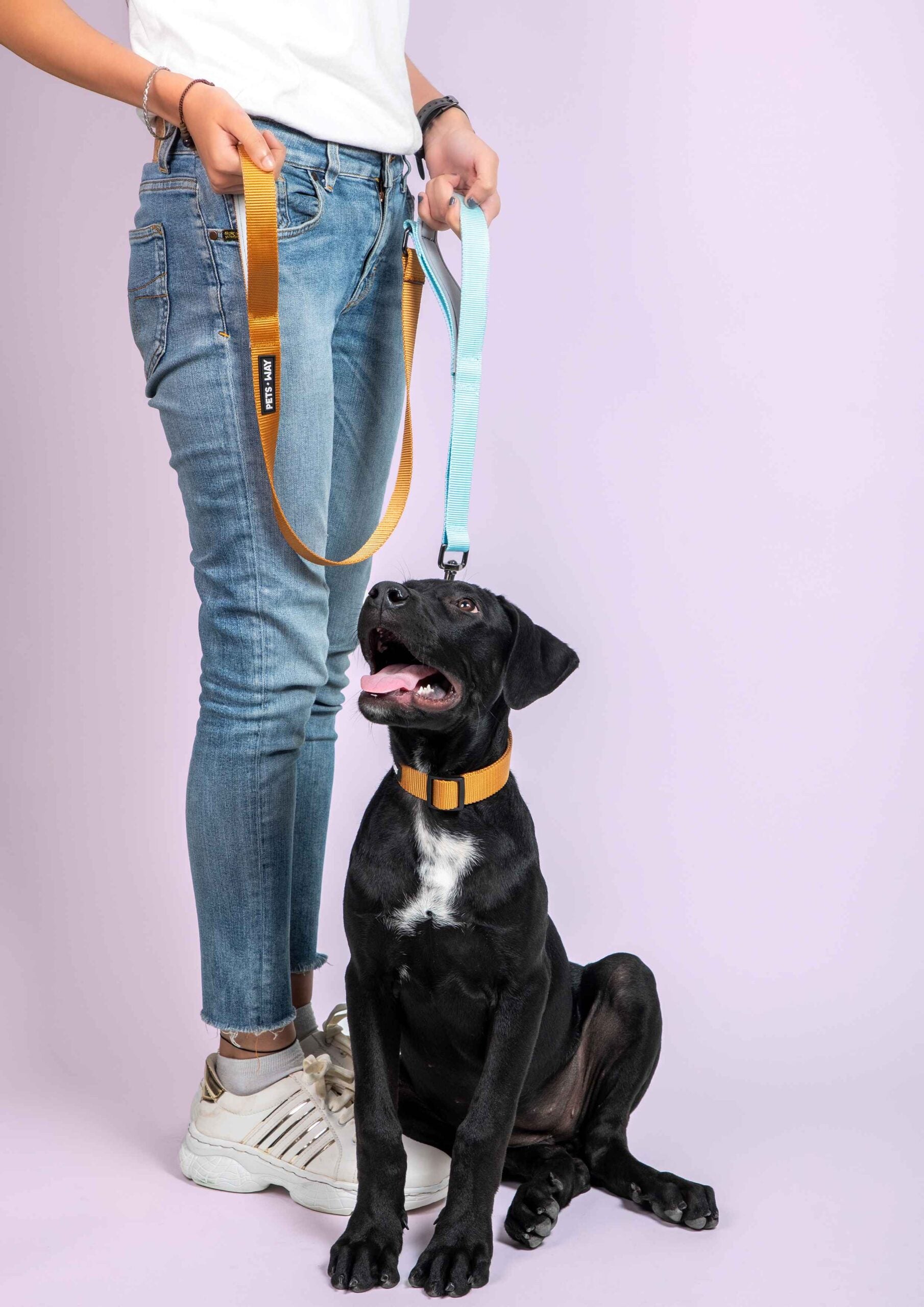 Honey & Sky - Martingale Dog Collar