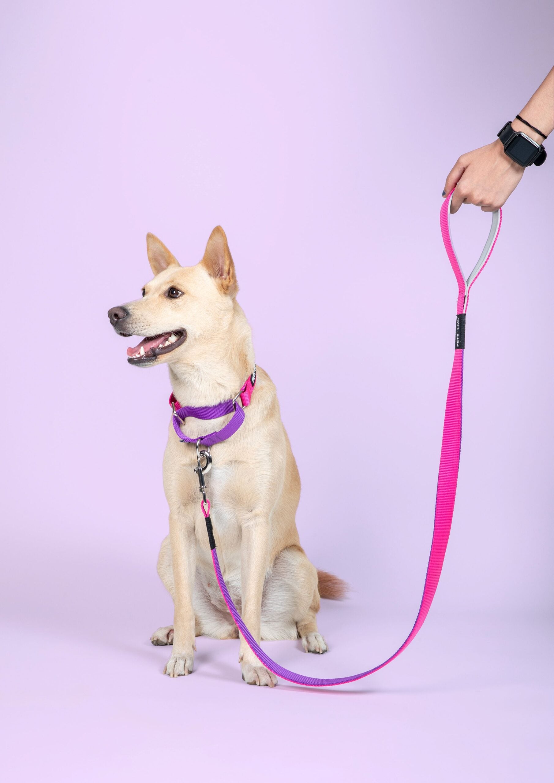 Fuschia & Amethyst - Martingale Dog Collar