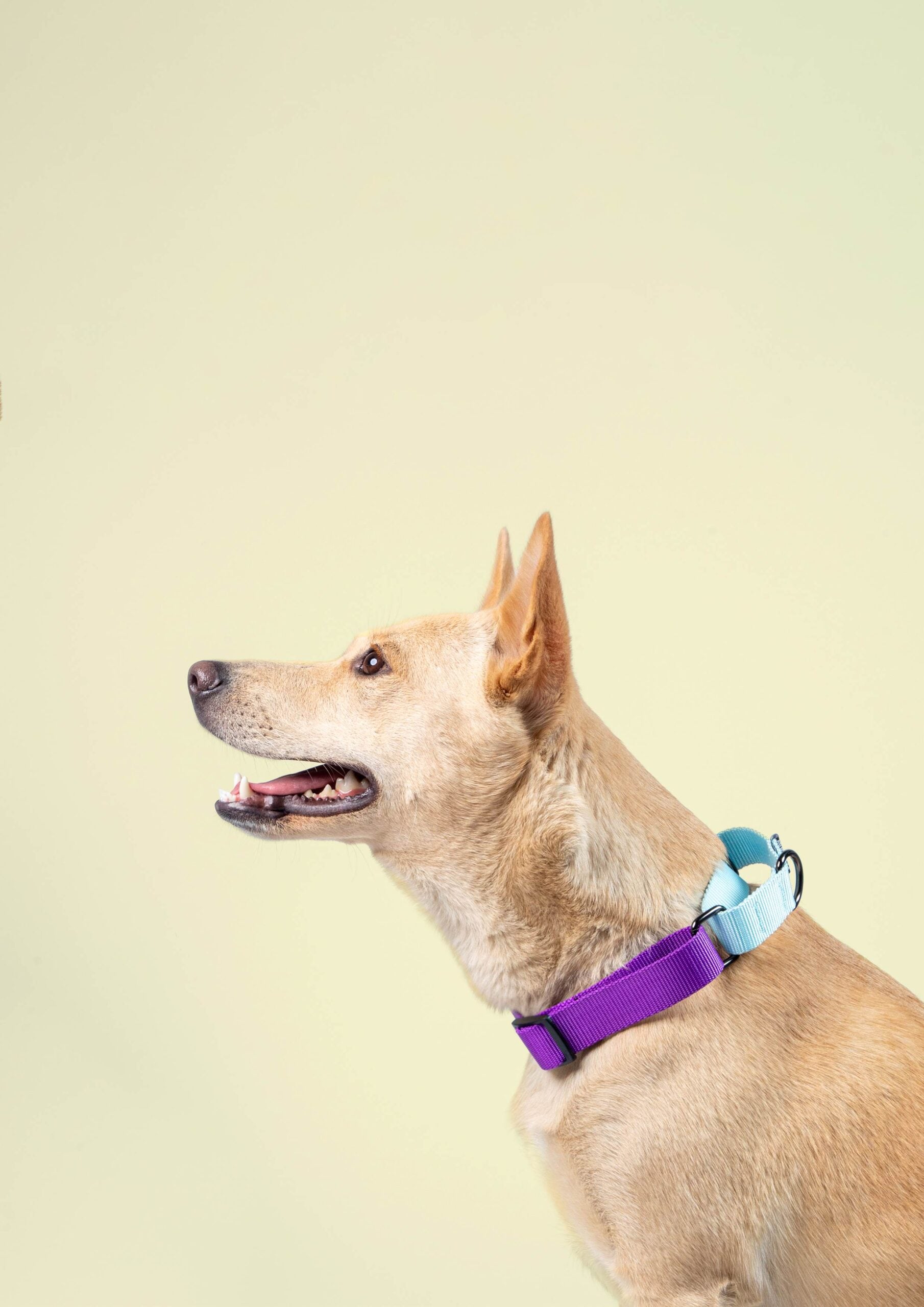 Amethyst & Sky - Martingale Dog Collar