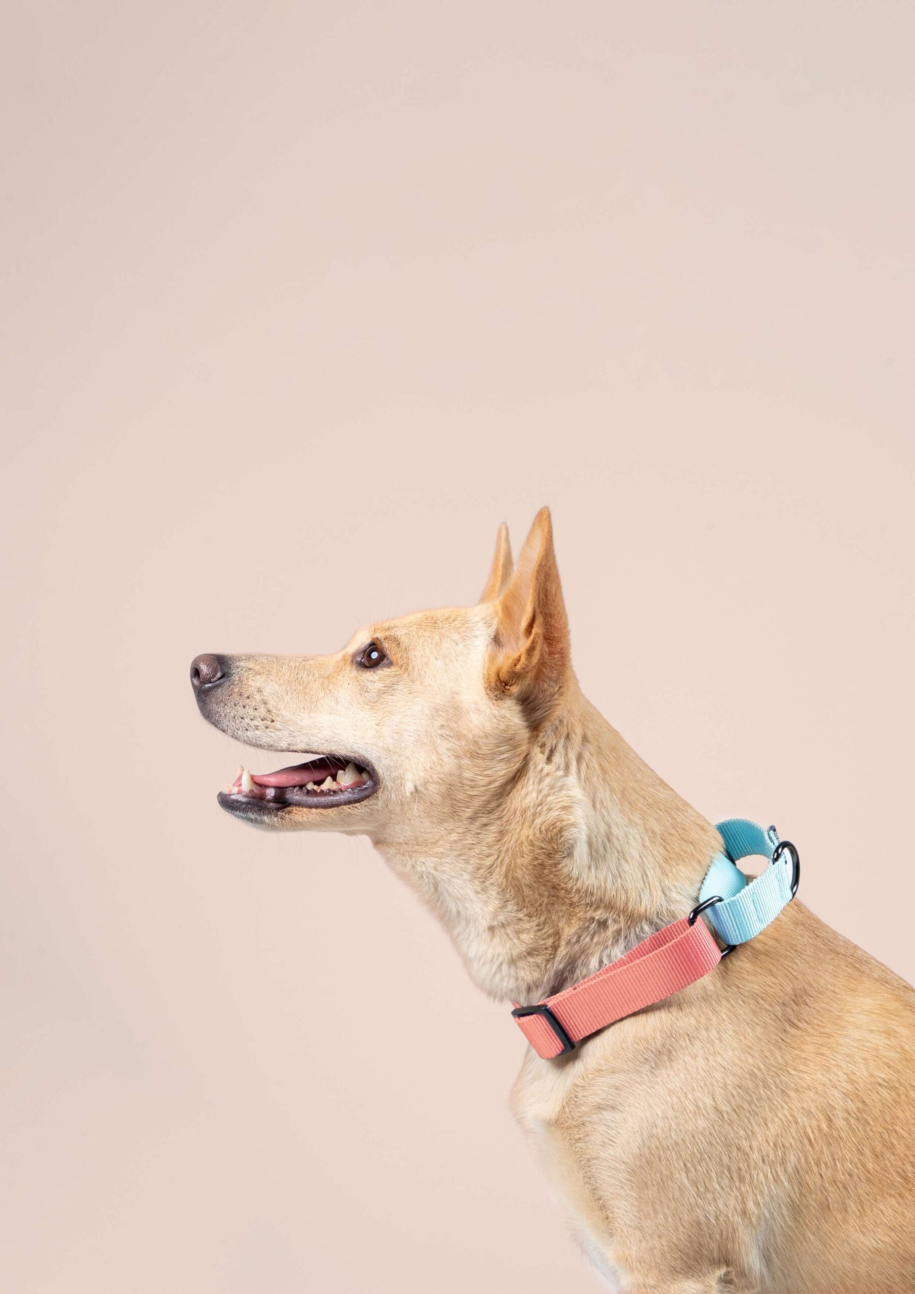 Peach & Sky - Martingale Dog Collar