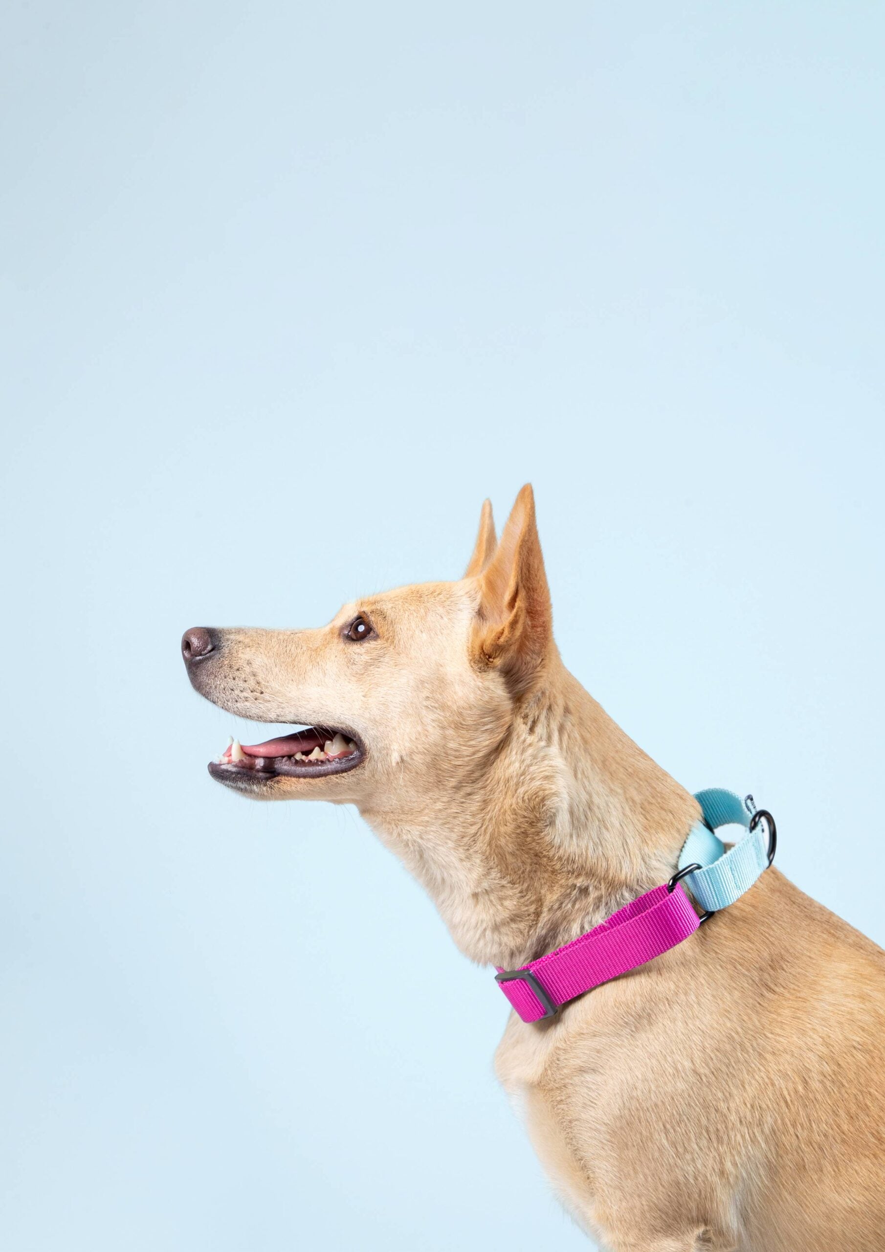 Fuschia & Sky - Martingale Dog Collar