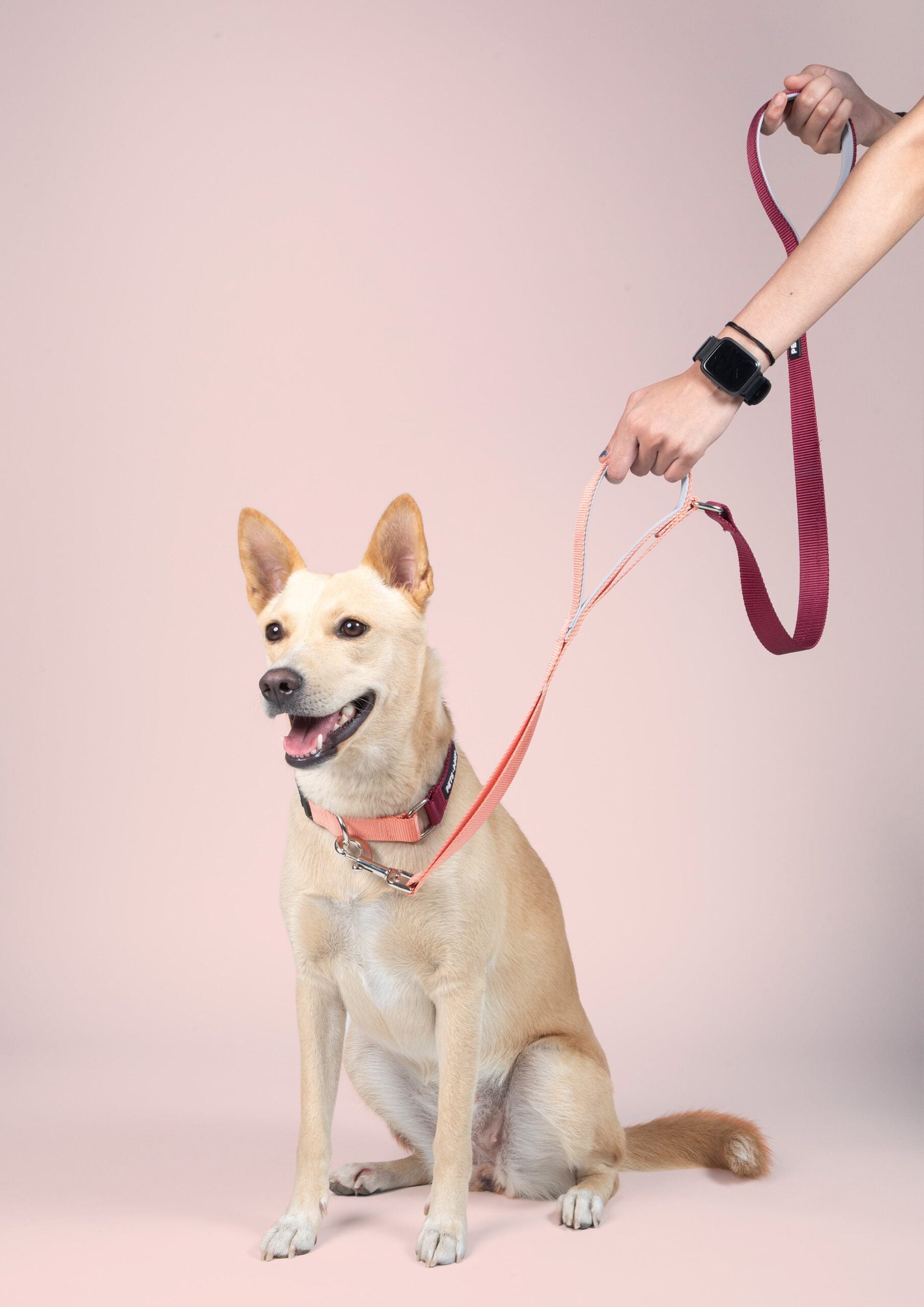 Wine & Peach - Martingale Dog Collar