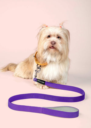 Amethyst Dog Collar Leash Set