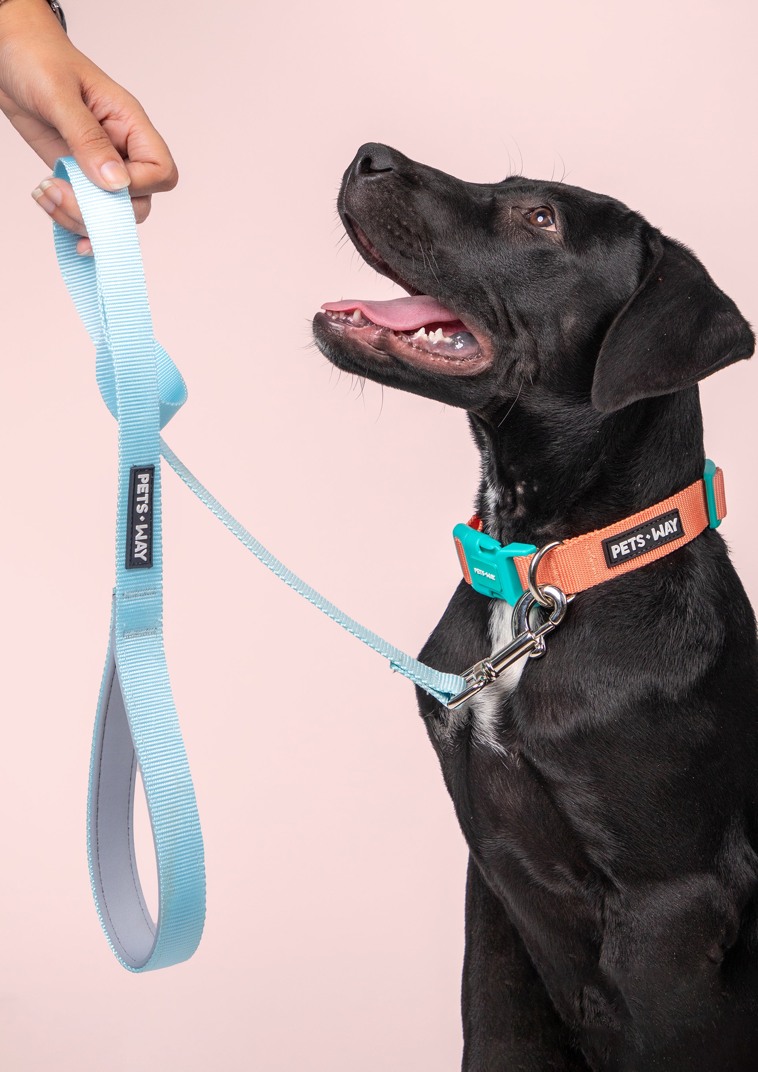 Sky Dog Collar Leash Set