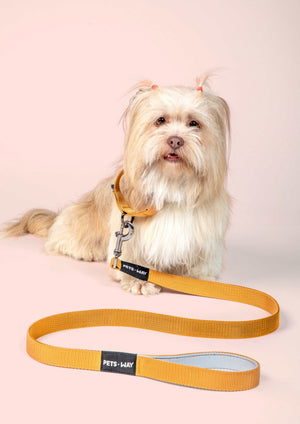 Honey Dog Collar Leash Set