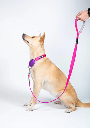 FUSCHIA & Amethyst -Martingale Dog Collar