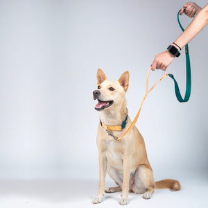 Emerald & Honey - Traffic / Dual Handle  Leash