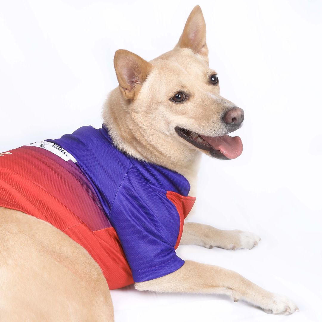 Bengaluru Cricket Dog Jersey
