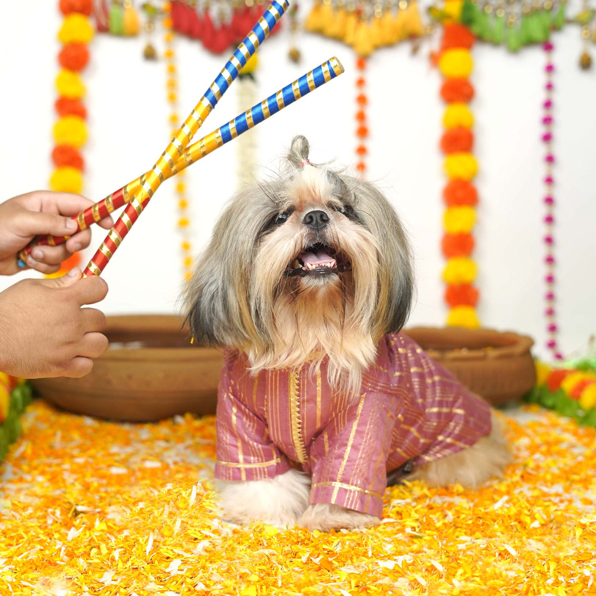 Rangrez Dog kurta