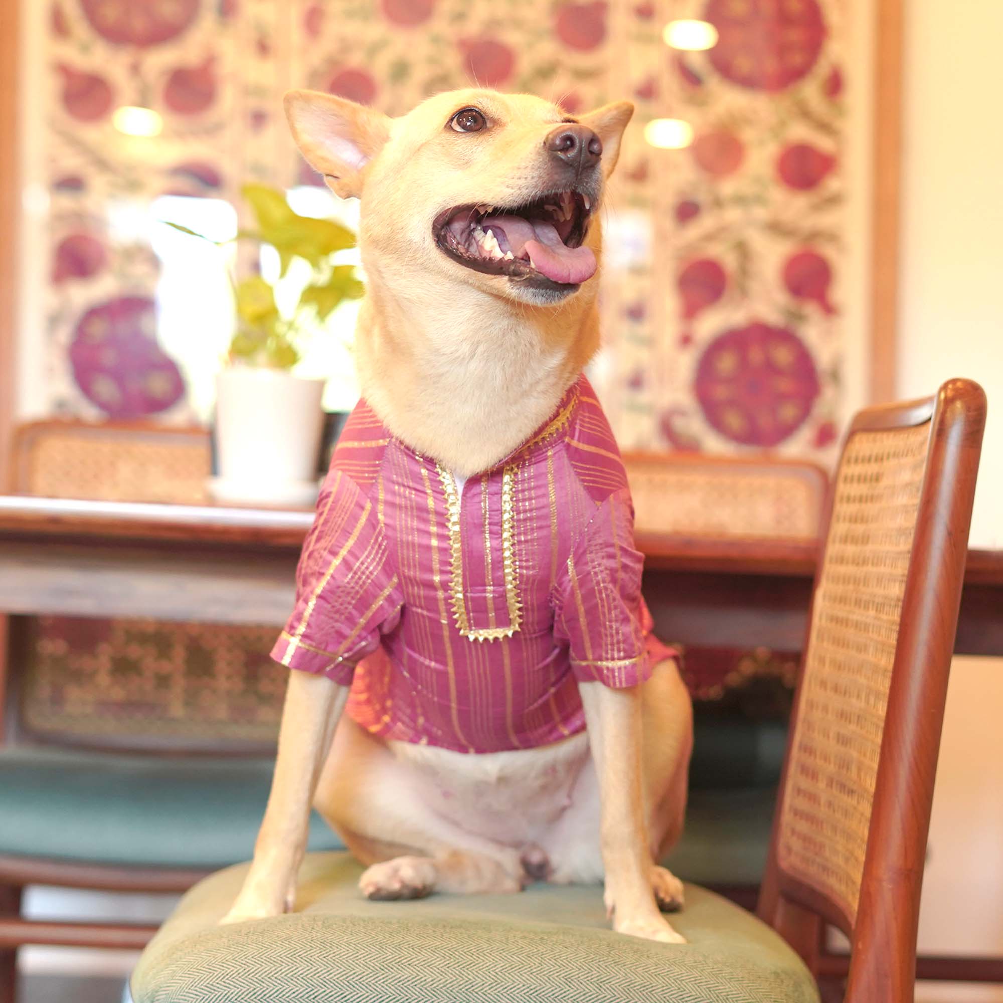 Rangrez Dog kurta