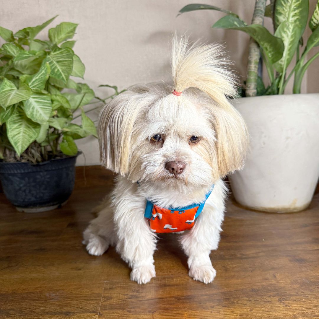 Stylish dog appearl roller skate dog vest petsway