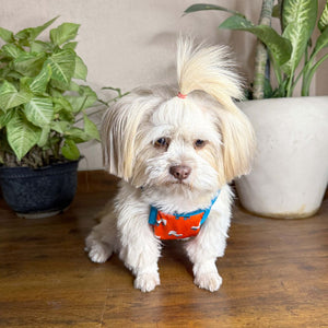 Stylish dog appearl roller skate dog vest petsway