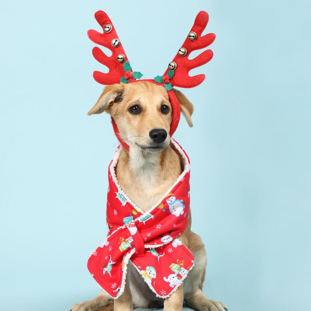 Santa Party warm scarf petsway