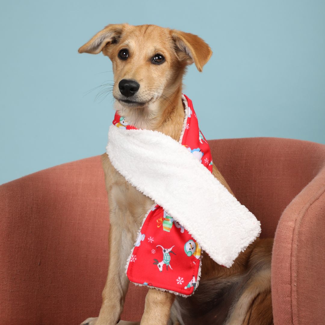 Adorable Pet Wearing Santa party Snood
