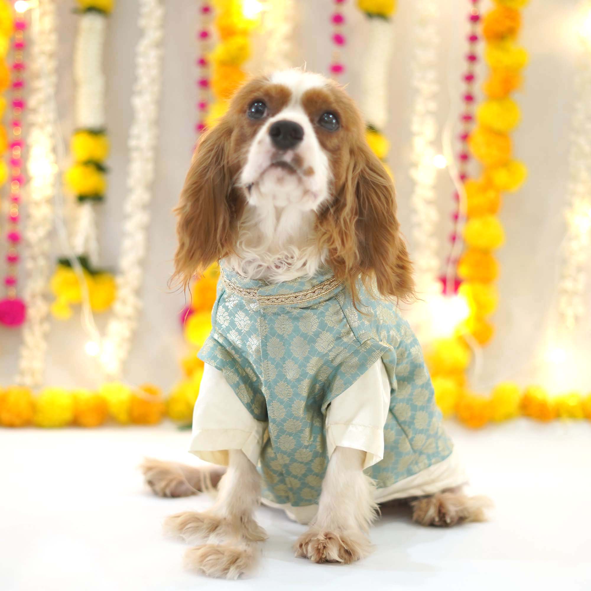 Sartaj Dog kurta
