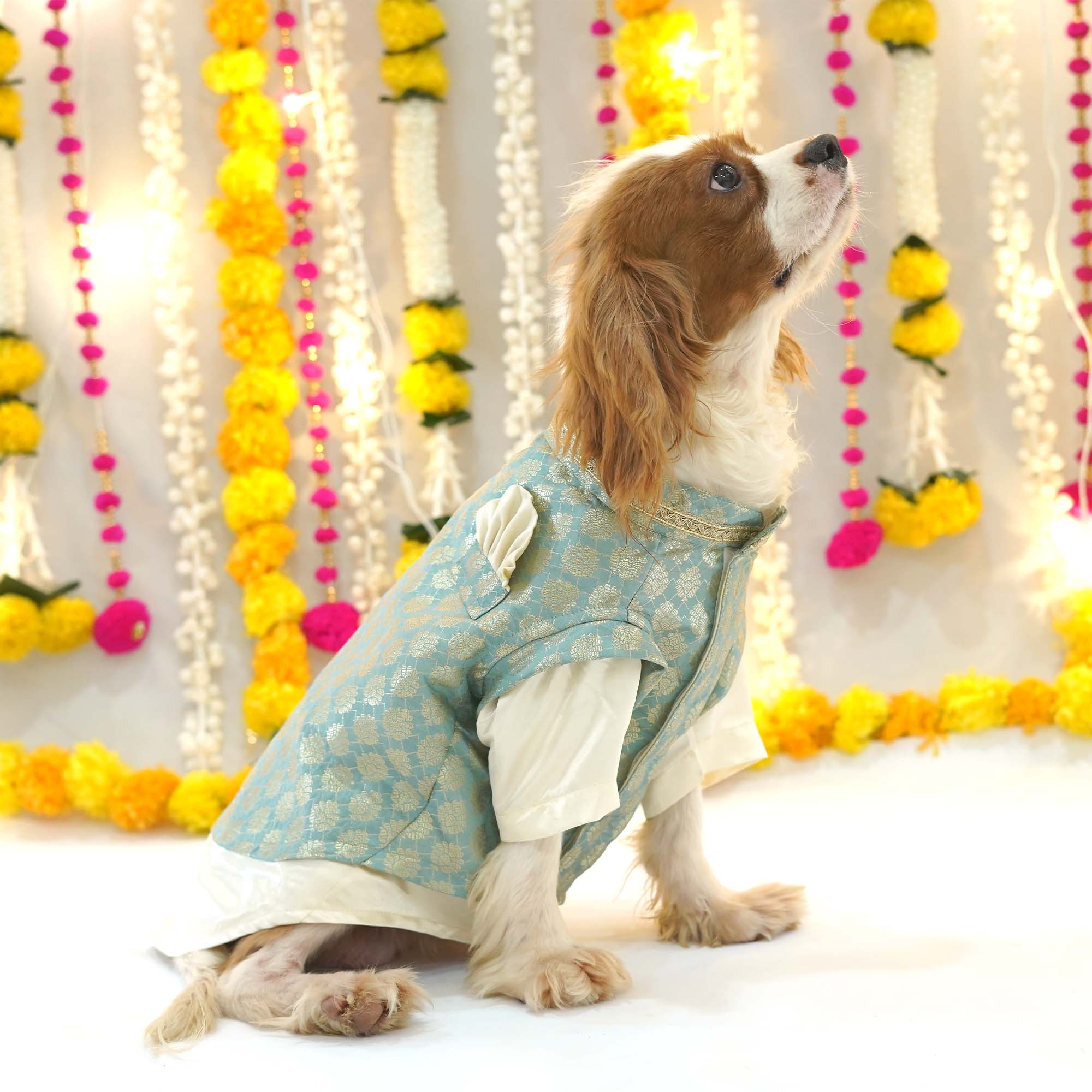 Sartaj Dog kurta