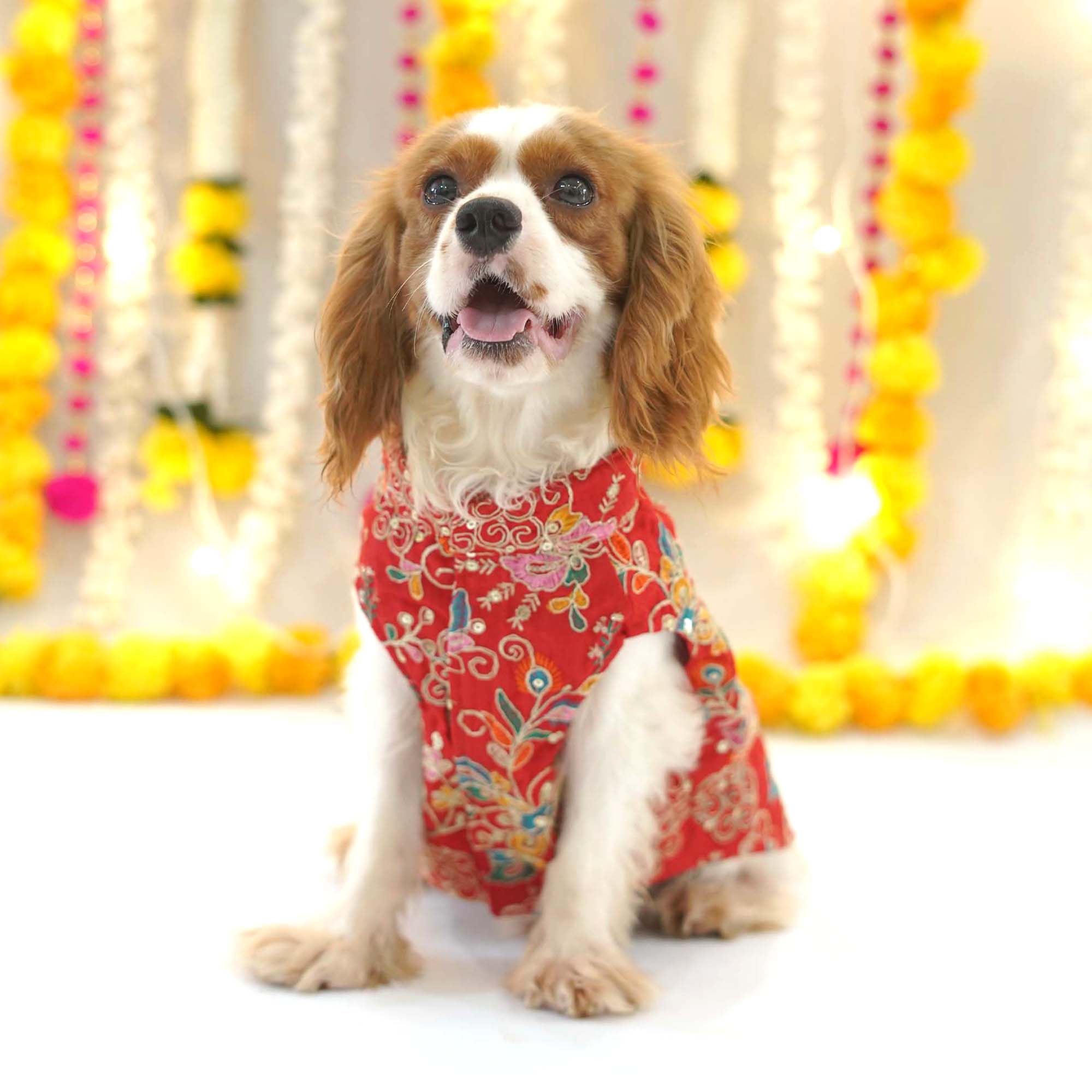 Dog Sherwani - Red