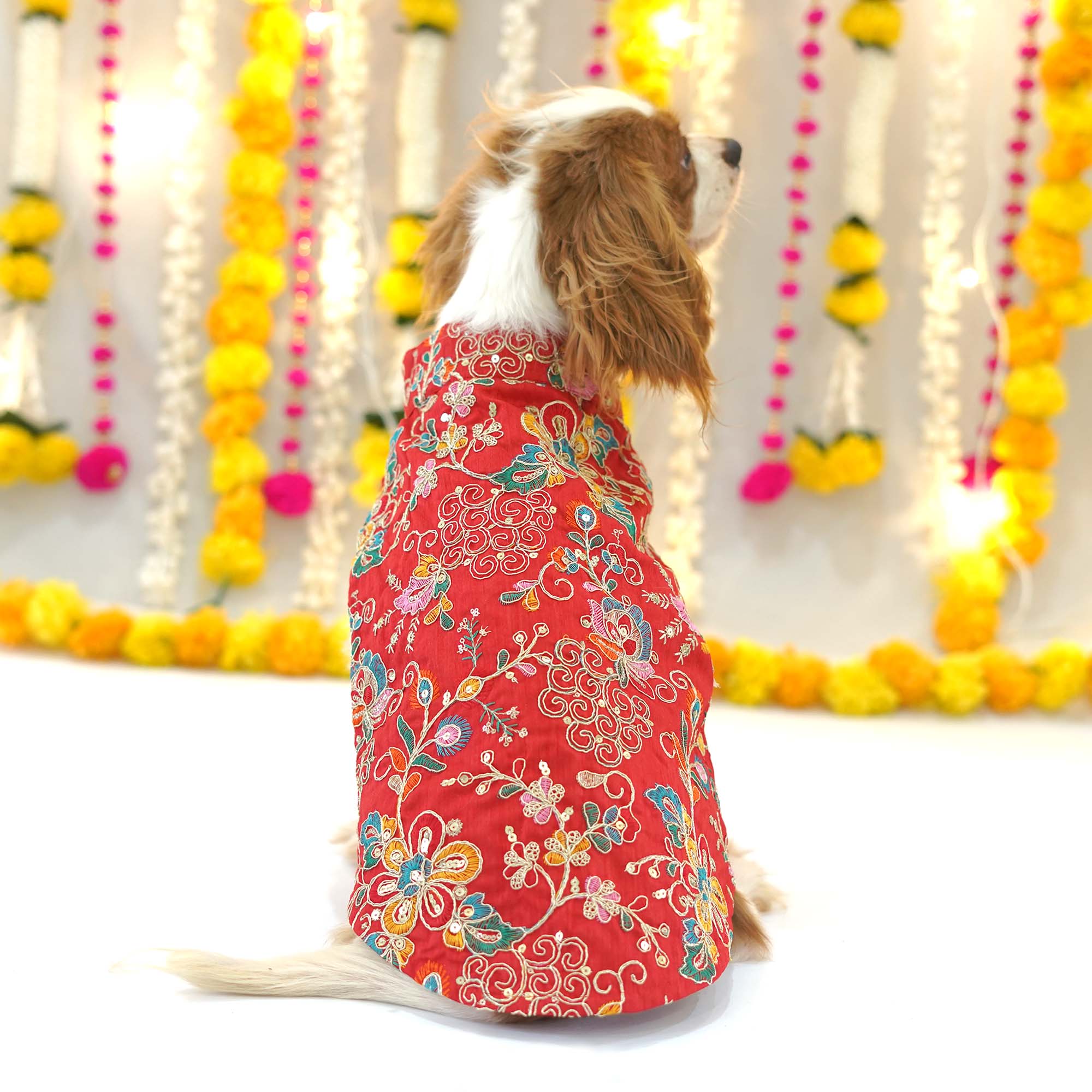 Dog Sherwani - Red