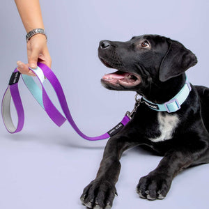 dog wear Sky Dog Collar-petsway