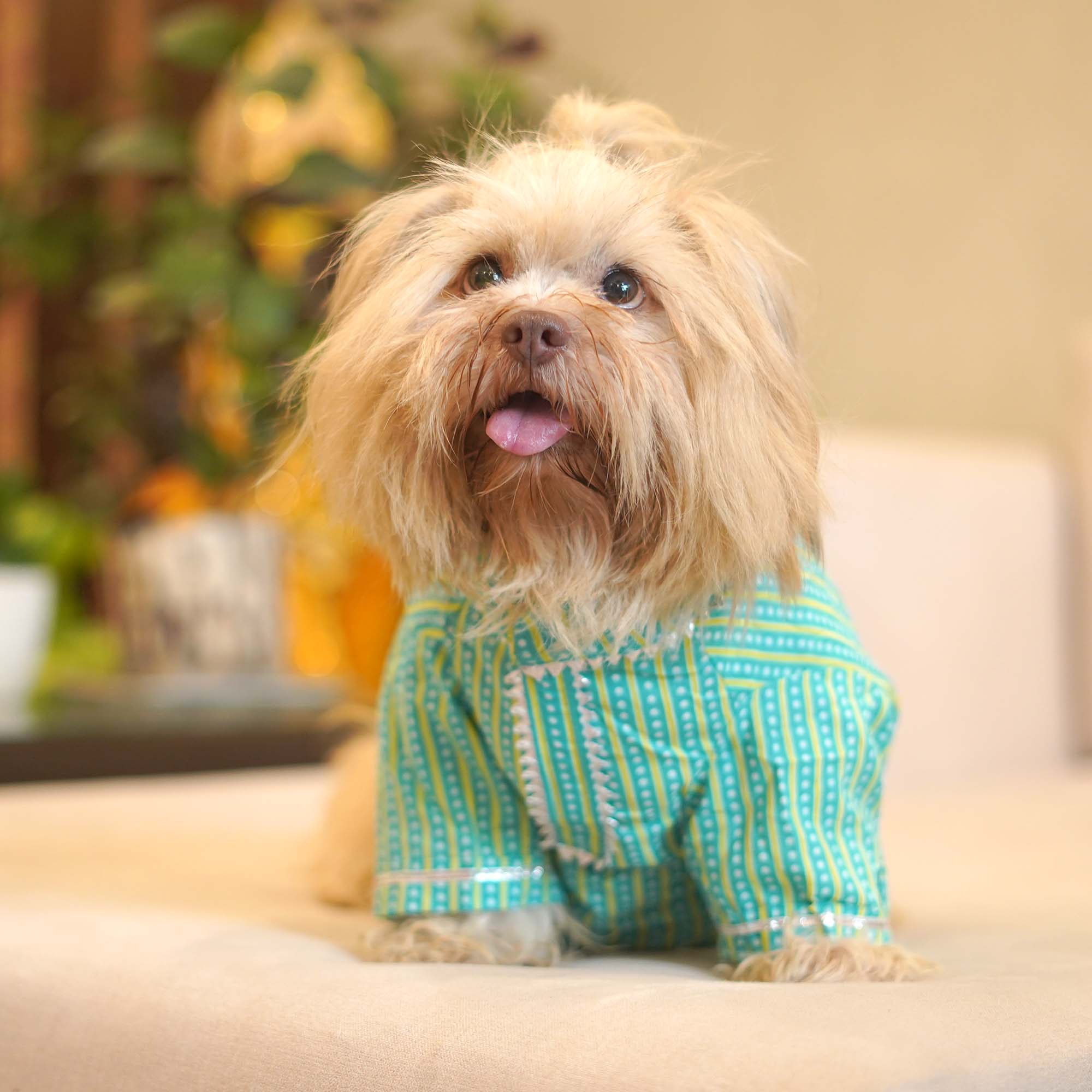 Striped - Teal Dog kurta