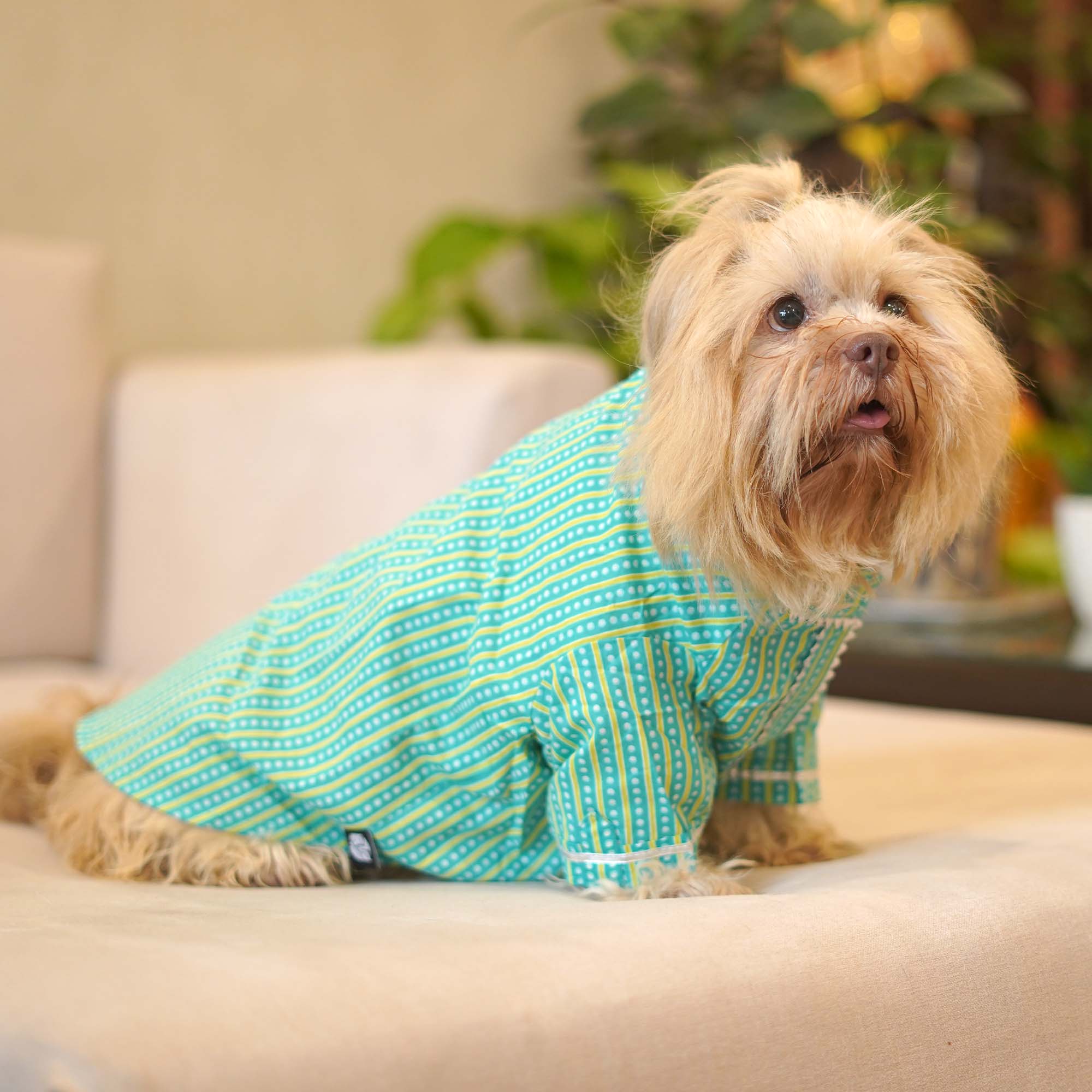 Striped - Teal Dog kurta