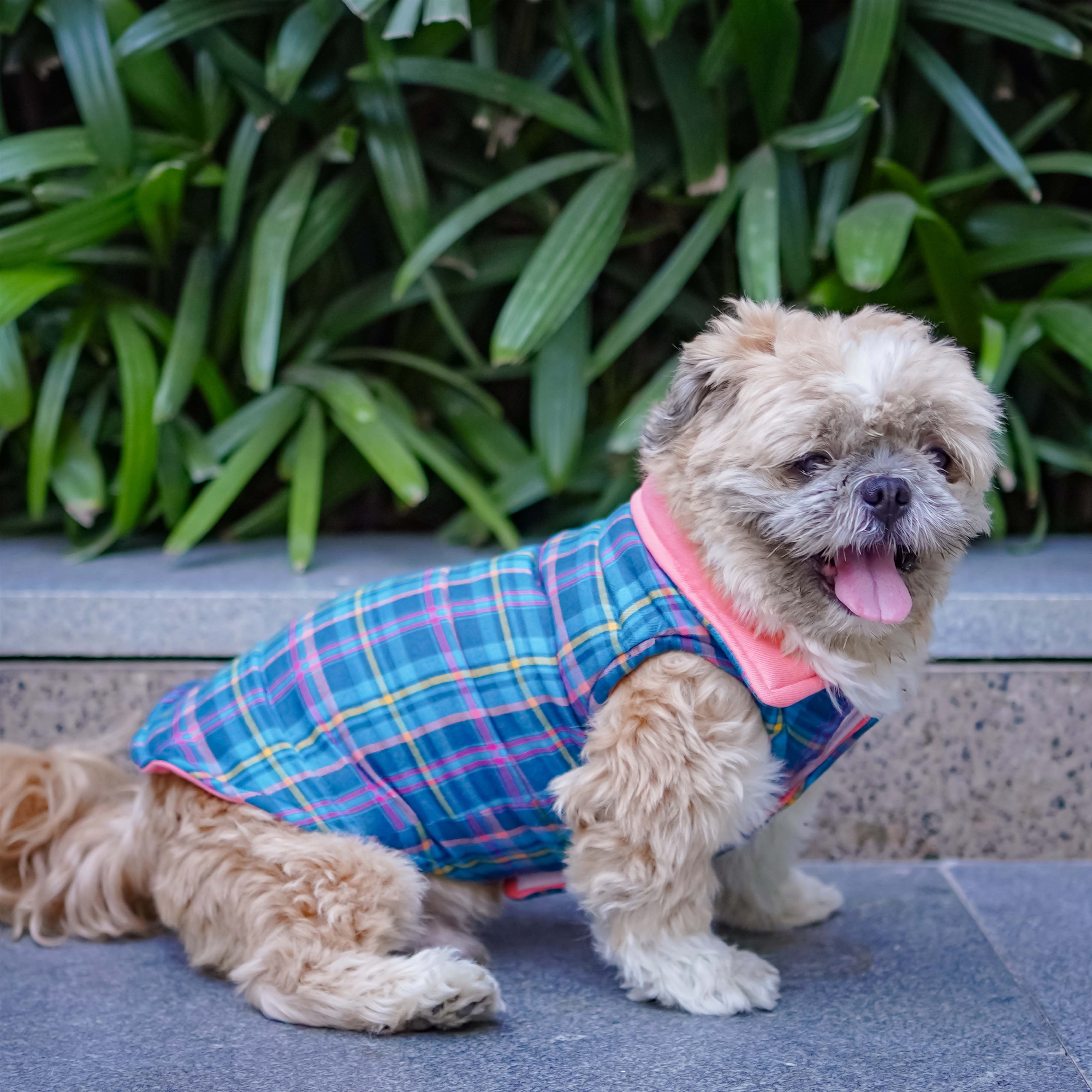 Superstar Reversible - Checks Dog Jacket