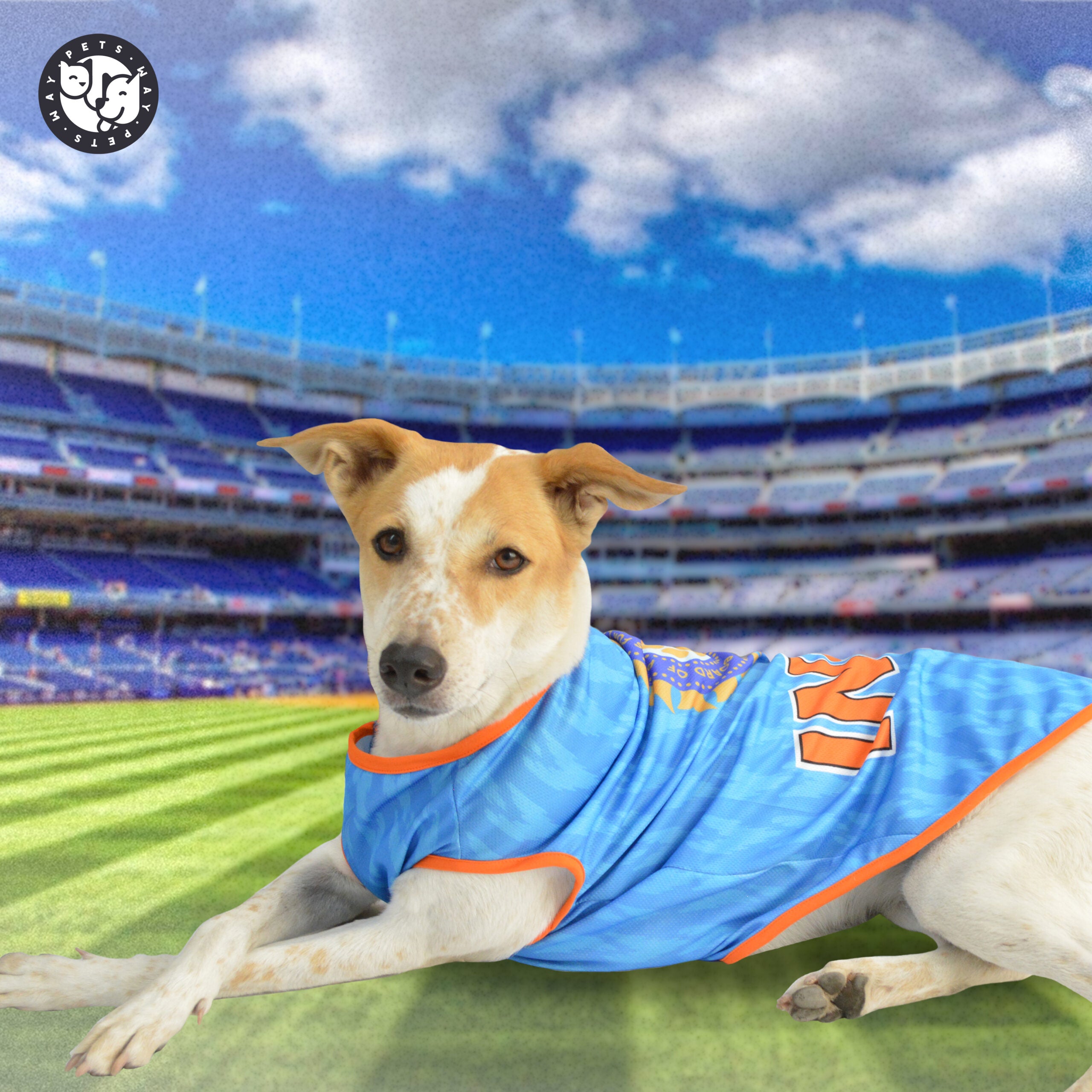 India Cricket Dog Jersey