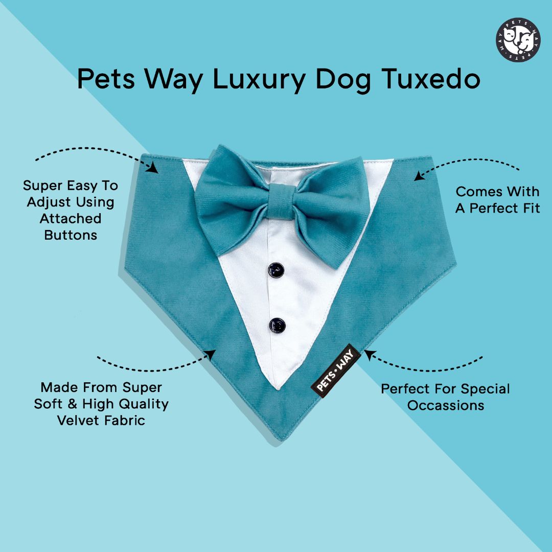 feature image for Teal Luxury Velvet Tuxedo-petsway