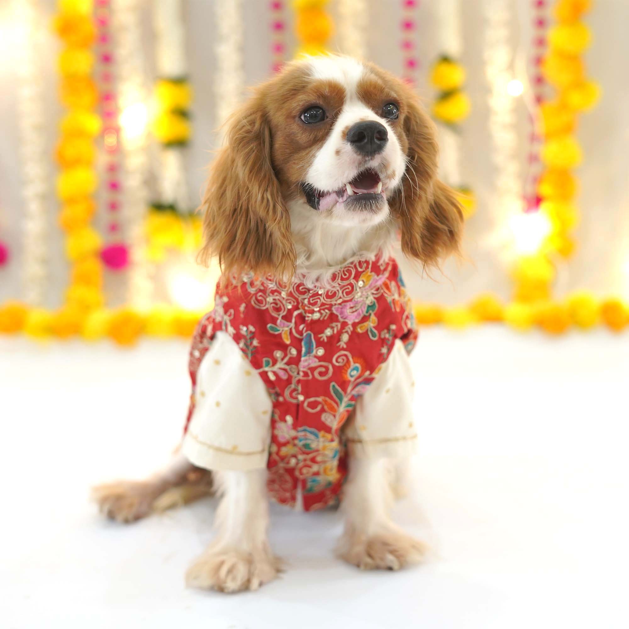 Utsav - Red Dog Kurta