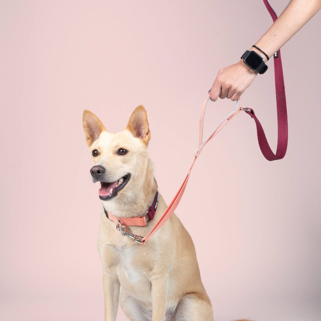 dog wear Wine & Peach dual-handle dog leash-petsway