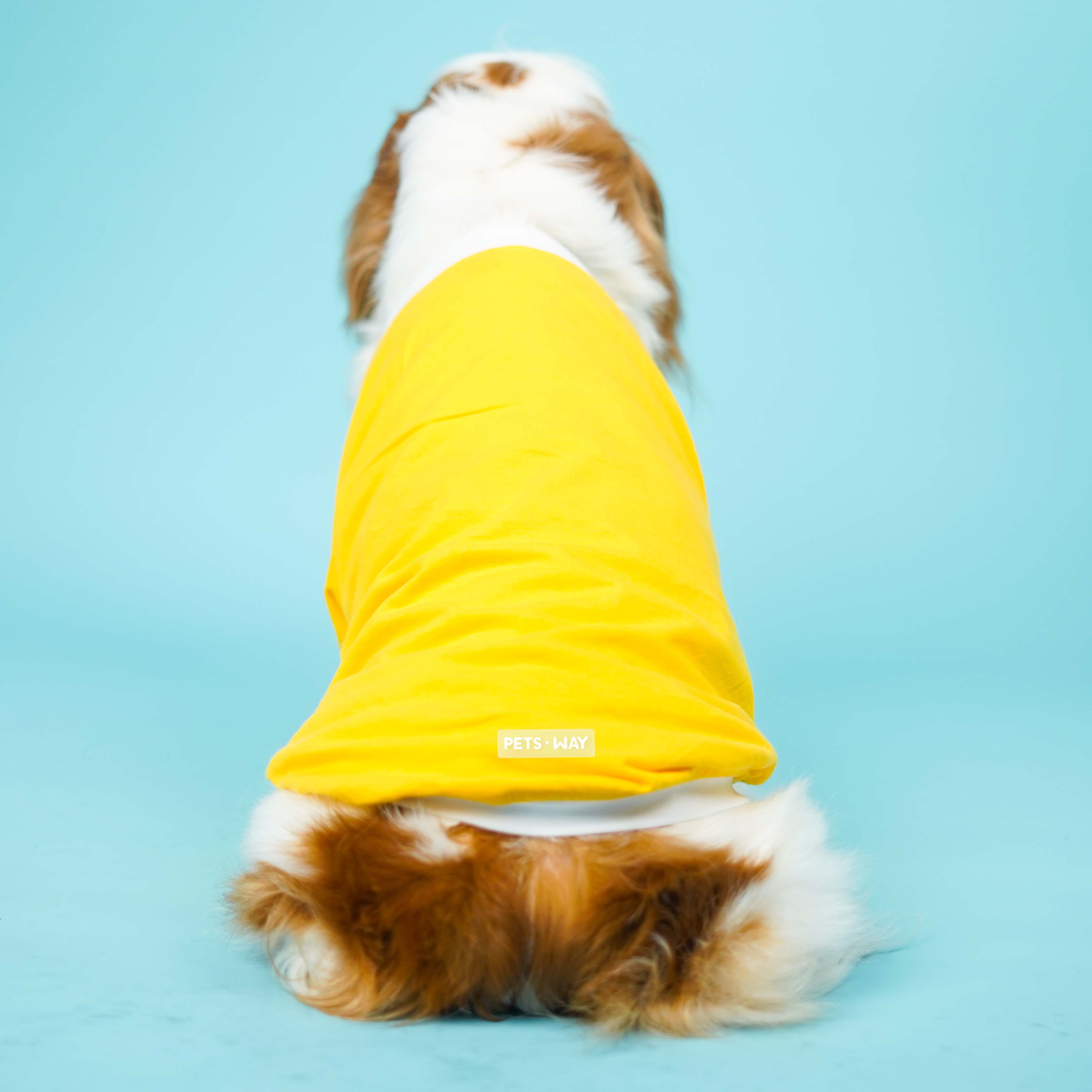 Dive In Stripes- Set of 3 Dog TShirt