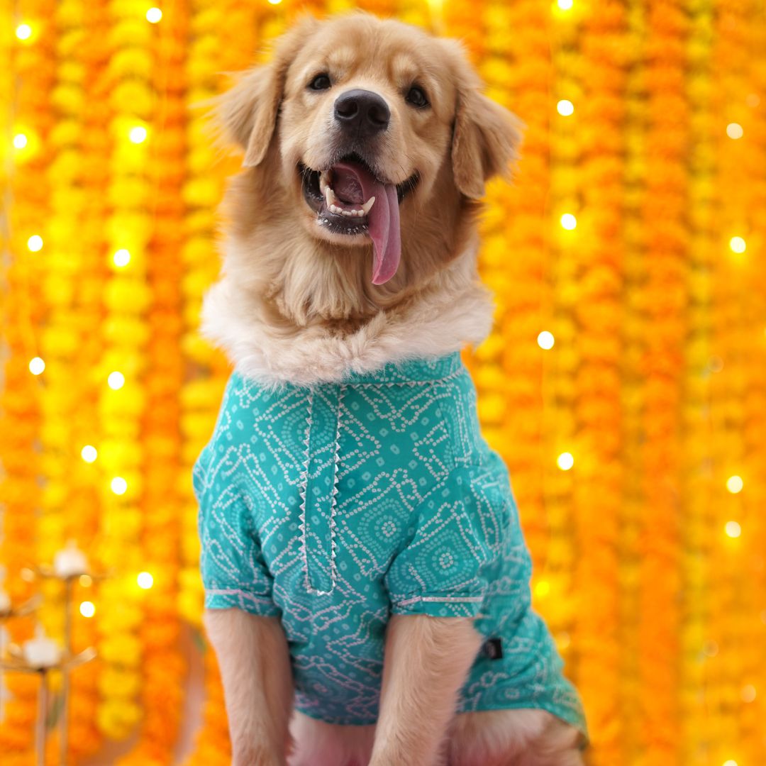 A dog wearing a teal colored Kurta with bandhani print against a traditional festive background.