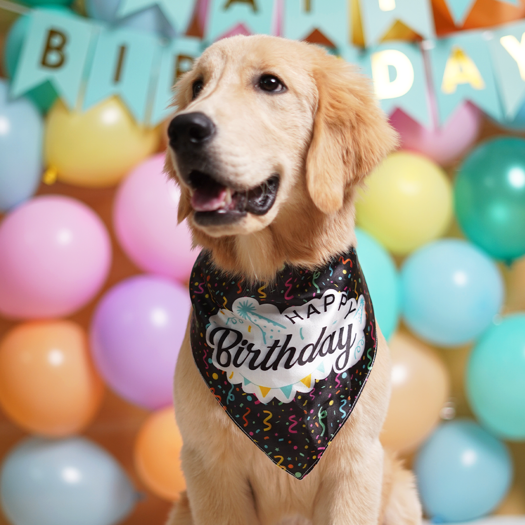 Birthday Dog Bandana - Black