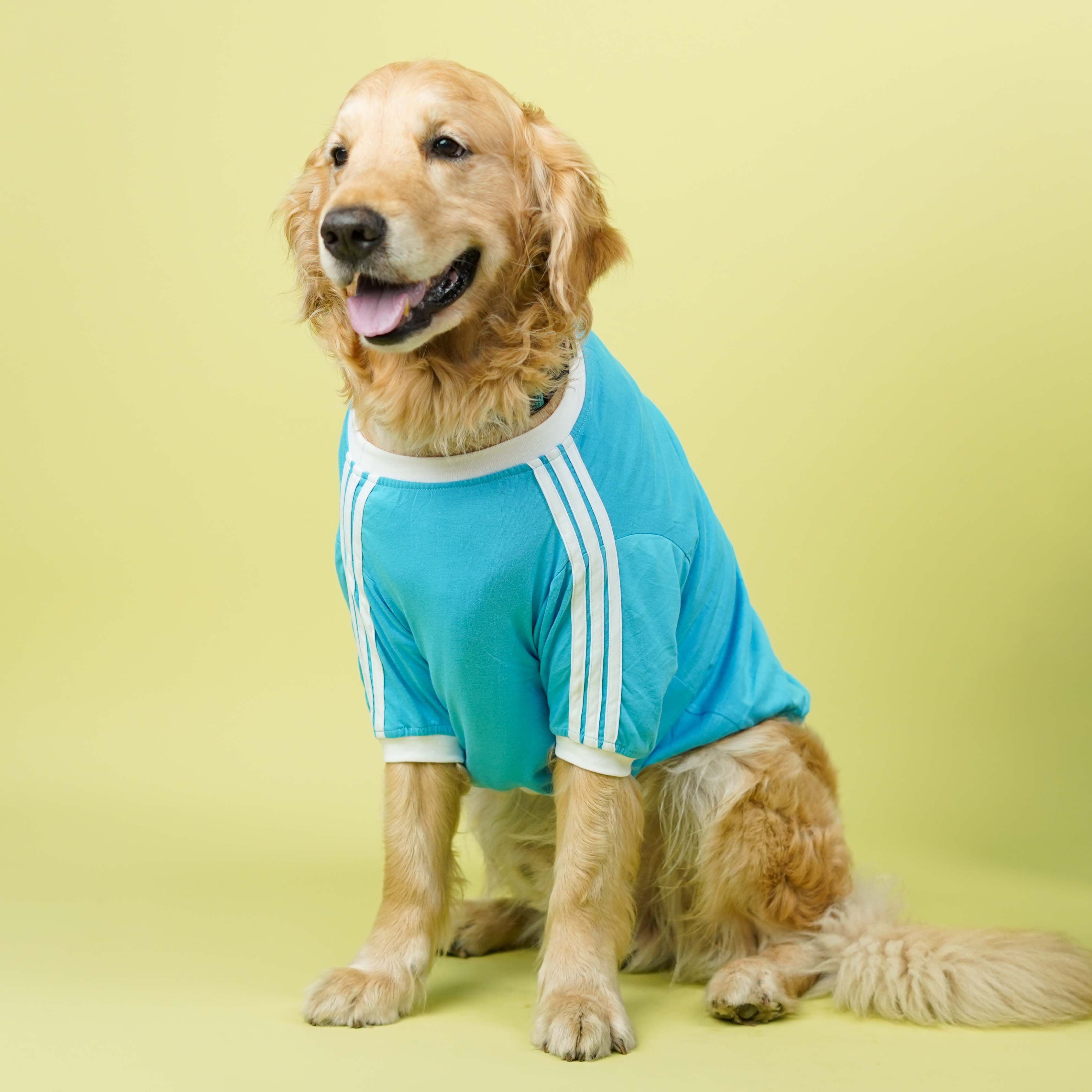 Dive In Stripes- Set of 3 Dog TShirt
