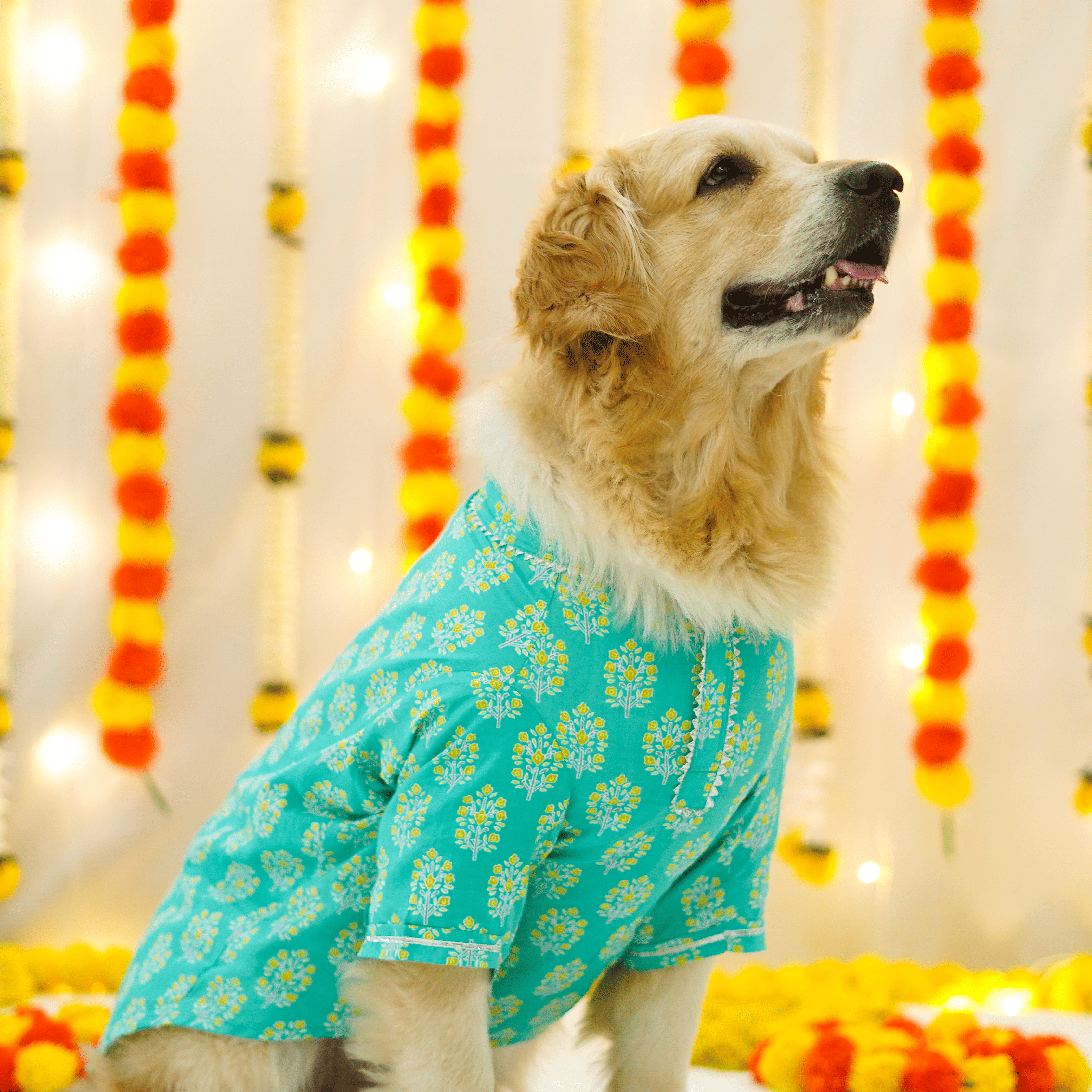 Sanganeri- Teal Dog kurta