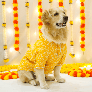 Patola Bandhani - Afterglow Dog Kurta Combo