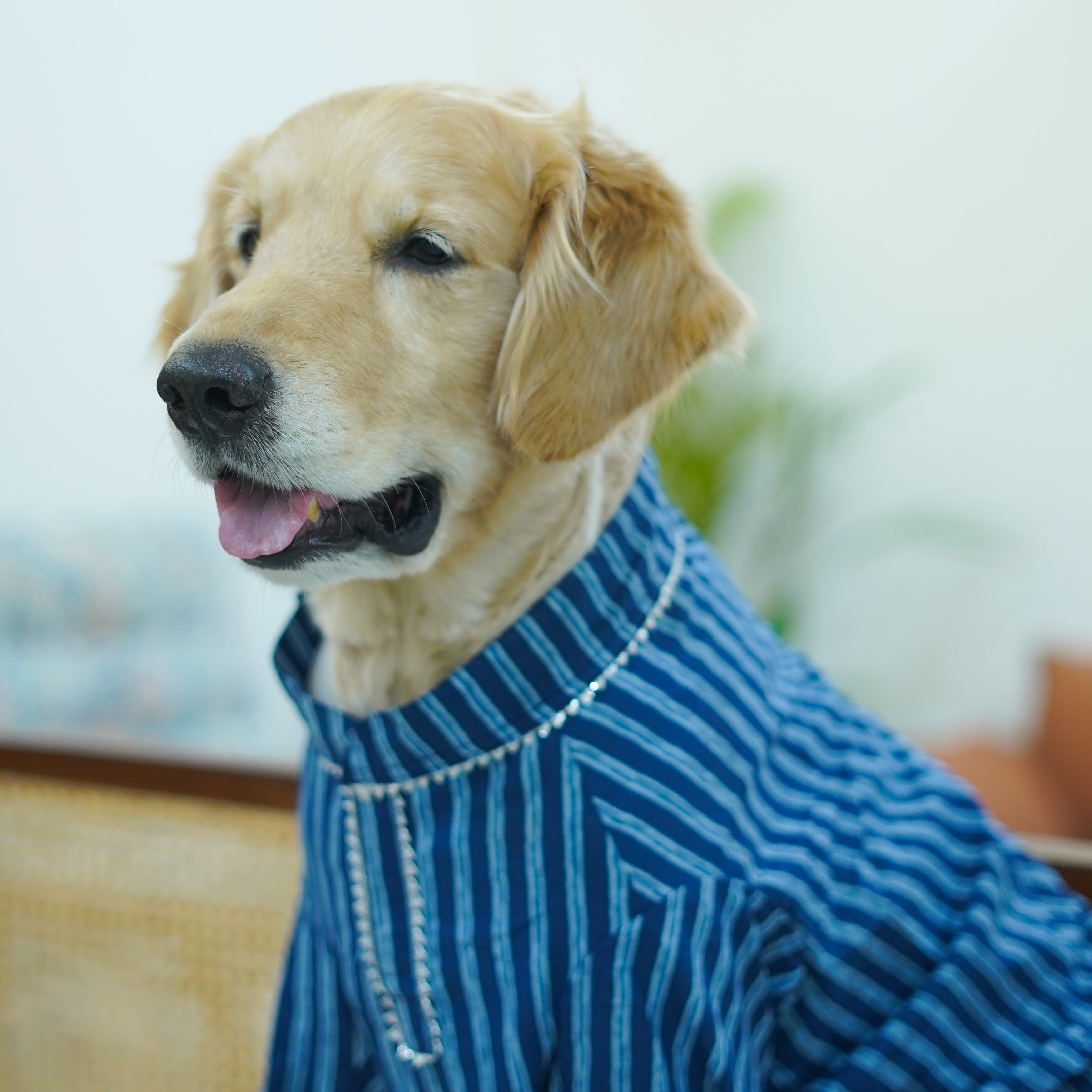 Striped – Blue Dog Kurta