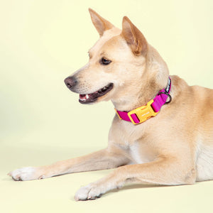 Fuchsia padded Dog collar